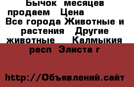 Бычок 6месяцев продаем › Цена ­ 20 000 - Все города Животные и растения » Другие животные   . Калмыкия респ.,Элиста г.